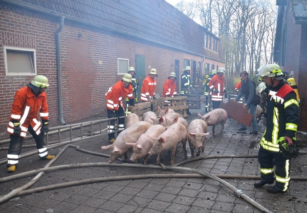 schweine retten schweine retten