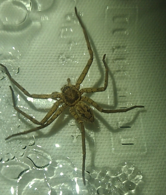 Diese Große Krabbenspinne gelangte mit einer Ladung Bananen in einen Supermarkt in Velbert. Foto: Feuerwehr Düsseldorf