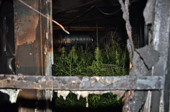 Blick auf einen teil des Brandraumes und der Plantage. Foto: MA 68 Lichtbildstelle