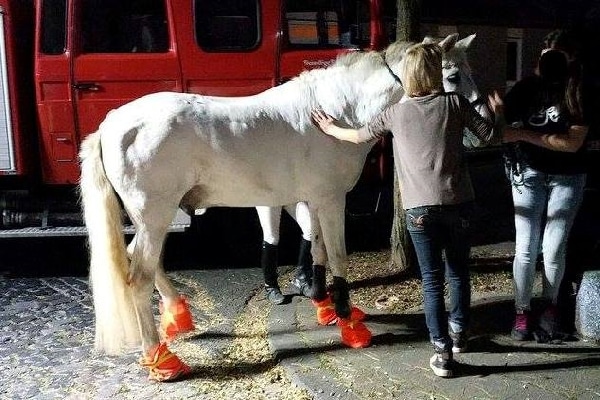 Tierretuung-Köln-12-11-2015