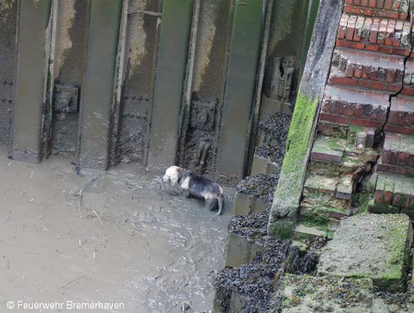 Feuerwehr Bremerhaven rettet Hund mit Drehleiter vor der Flut