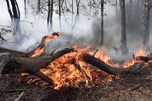 Waldbrand bei Nordhorn im Jahr 2011. Foto: Schmalfuß/Feuerwehr Nordhorn