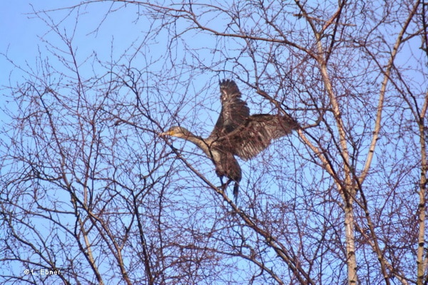 An einer Schnur hatte sich ein Kormoran in einer Birke in Glinde verfangen. Die Feuerwehr benötigte drei Stunden, um ihn zu befreien. Foto: L. Ebner