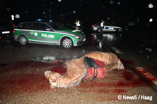 Ein tragischer Unfall ereignete sich am Dienstagabend (15.11.016) auf der B13 zwischen Ansbach und Lehrberg. Zwei Mädchen wollten auf Höhe der Abzweigung Wasserzell mit ihrem Pferd die Bundesstraße überqueren. Dabei übersahen sie einen herannahenden Pkw, der aus Richtung Ansbach nach Lehrberg fuhr. Der Fahrer des roten Audi konnte nach ersten Informationen nicht mehr rechtzeitig bremsen und erwischte das Pferd frontal. Die zwei wohl jugendlichen Mädchen flogen zusammen mit dem Pferd durch die Luft und landeten unsanft auf der Fahrbahn. Dabei erlitten beide schwere Verletzungen. Ob sich der Fahrer des Audi ebenfalls verletzte ist noch unklar. Das Pferd wurde bei dem Aufprall so schwer verletzt, dass ein Tierarzt zur Unglücksstelle kommen musst, um es noch direkt vor Ort einzuschläfern. Die Feuerwehr musste sich nicht nur um die Absicherung der Unfallstelle im Feierabendverkehr kümmern, sondern auch um das Abbinden auslaufender Betriebsstoffe und die Reinigung der Straße. Die Höhe des entstandenen Sachschadens ist aktuell nicht bekannt. Foto: NEWS5 / Haag