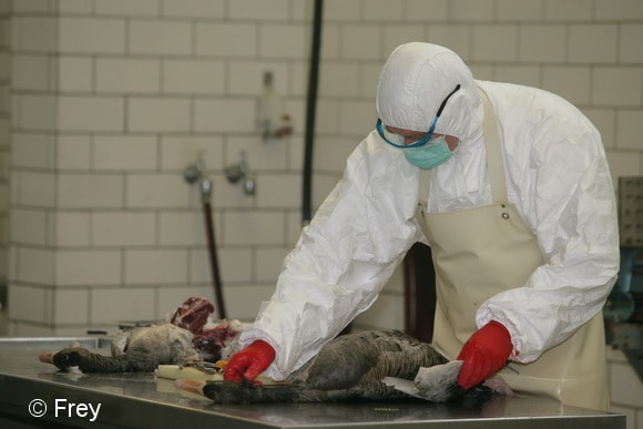 Nur im labor kann nachgewiesen werden, ob Vögel (hier zwei Graugänse) wirklich am Vogelgrippe-Virus verendet sind. Foto: Frey