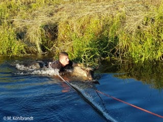 Feuerwehrmann in Fluss mit Schaf