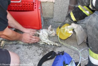 Katze wird reanimiert
