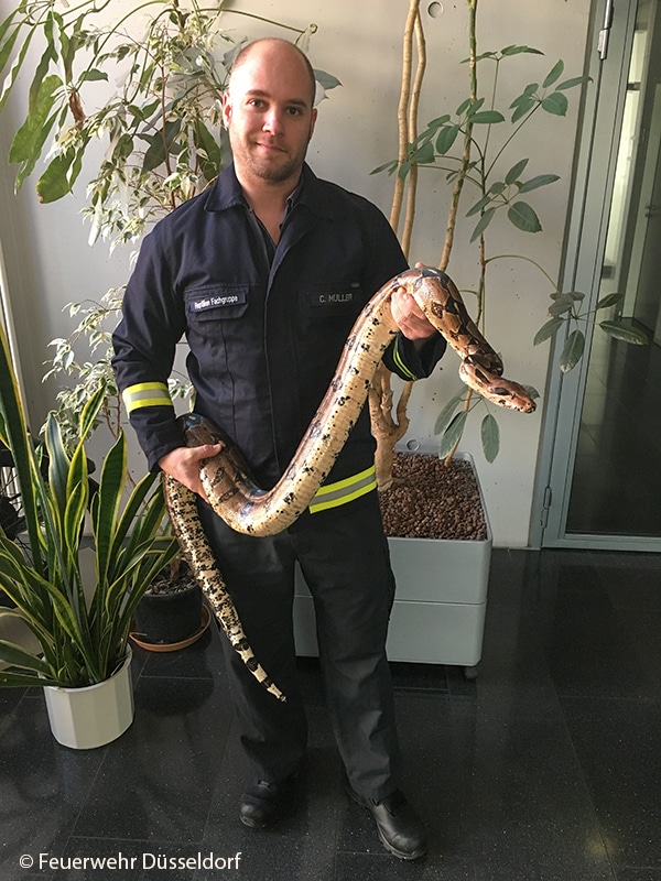 Mitglied der Reptilien-Fachgruppe der Feuerwehr Düsseldorf mit Würgeschlange