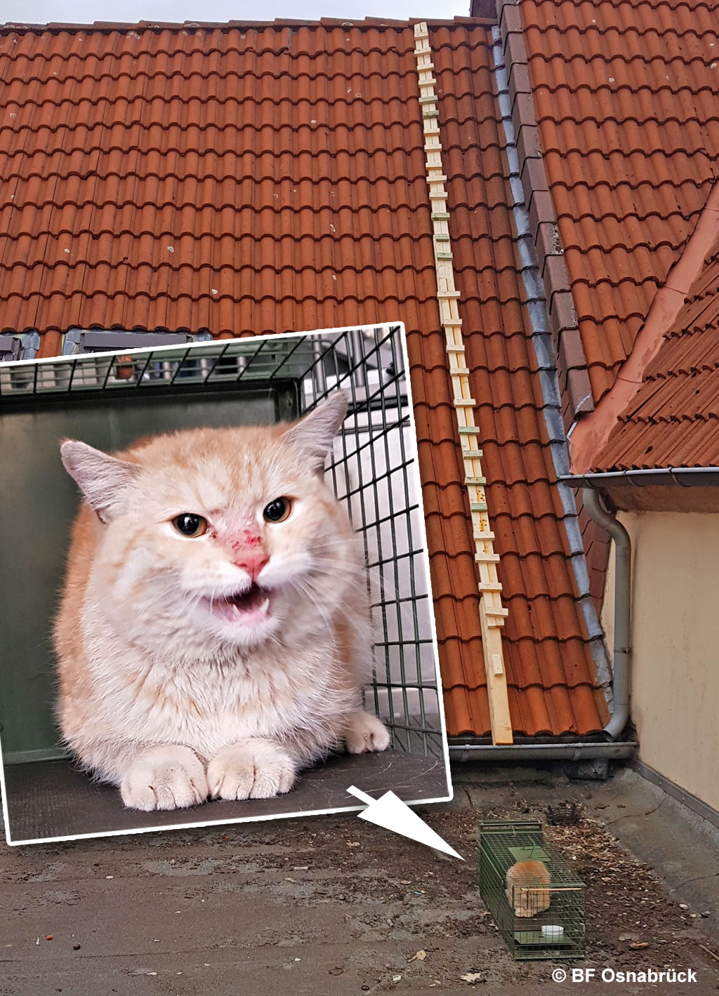 Katze Vom Dach Holen