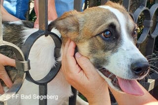 Tierrettung: Hund steckt fest