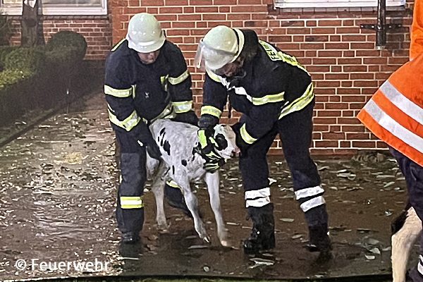 Zwei Feuerwehrleute bringen ein kleines Kalb in Sicherheit.