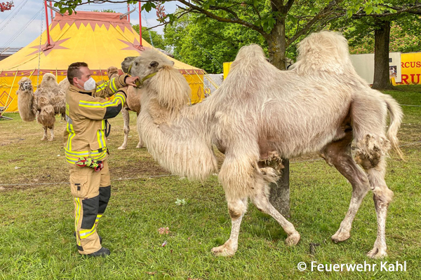 Ein Feuerwehrmann führt eines der Kamele am Halfter wieder zurück ins Gehege neben dem Zirkuszelt.