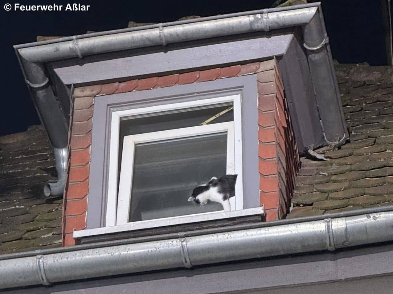 Katze am Fenster