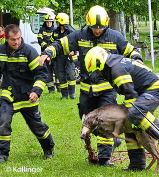Gar nicht so einfach: Um den Rehbock aus dem Zaungeflecht zu befreien, müssen die Helfer ihn erst einmal zur Ruhe bringen. Foto: Kollinger
