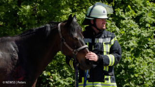 Ein Kamerad der Feuerwehr kümmert sich um das verletzte Pferd. Der Umgang mit Tieren bei Unfällen oder die Tierrettung allgemein sind immer besondere Herausforderungen für die Feuerwehr. Foto: NEWS5/Peters