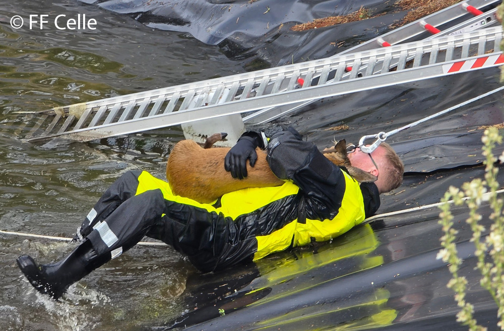 Nachdem ein Feuerwehrmann das Reh im Regenrückhaltebecken behutsam einfängt, ziehen seine Kameraden die Beiden an Land. Foto: Feuerwehr Celle