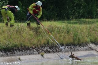 Feuerwehr rettet Reh aus Illerkanal