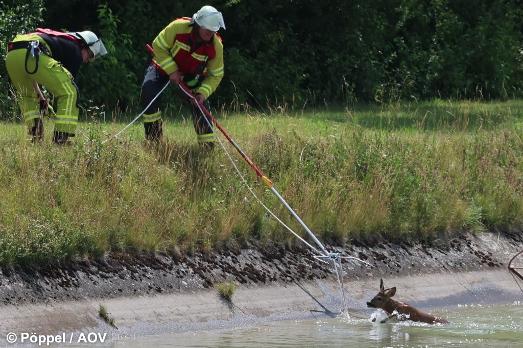 Feuerwehr rettet Reh aus Illerkanal