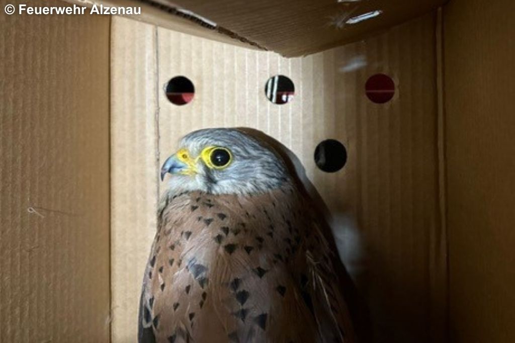 Turmfalke