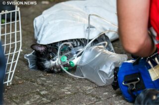 Beatmete Katze
