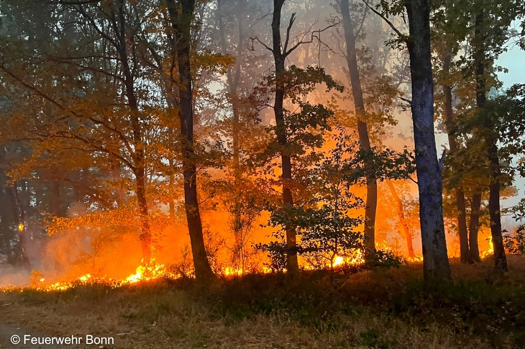 Feuerschein und Flammen im Wald