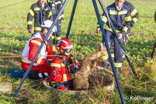 Ein Mitglied der bei der Feuerwehr Alkoven stationierten Höhenrettergruppe bringt das in den Brunnen gestürzte Reh wieder nach oben. Foto: Kollinger