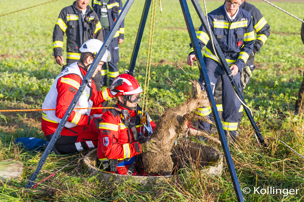 Ein Mitglied der bei der Feuerwehr Alkoven stationierten Höhenrettergruppe bringt das in den Brunnen gestürzte Reh wieder nach oben.Foto: Kollinger 