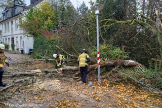 Umgefallener Baum auf Straße