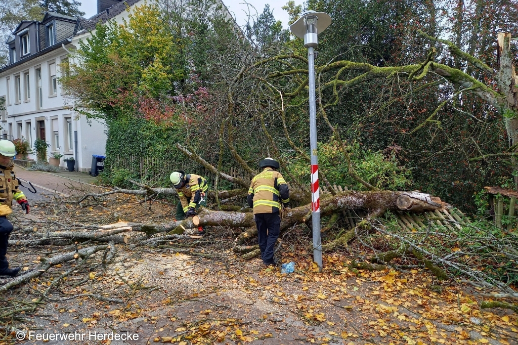Umgefallener Baum auf Straße