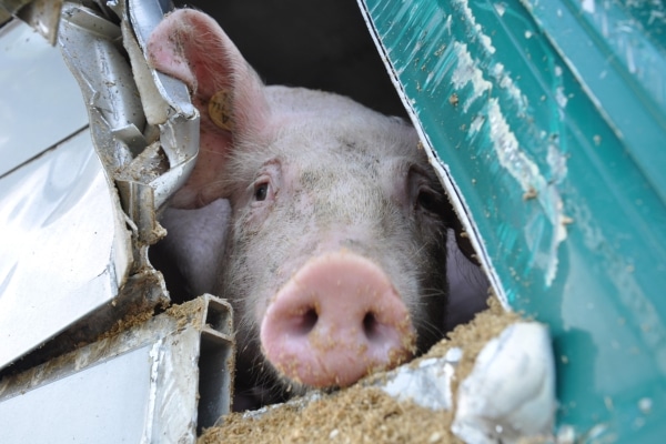 Ein Schweinetransporter ist zwischen dem Altötting und Teising gegen zwei Bäume geprallt. Trotz der heftigen Zusammenstöße blieben der Fahrer und die 150 geladenen Ferkel unverletzt. (Fotos: fib/GS) Ein Schweinetransporter ist zwischen dem Altötting und Teising gegen zwei Bäume geprallt. Trotz der heftigen Zusammenstöße blieben der Fahrer und die 150 geladenen Ferkel unverletzt. (Fotos: fib/GS)