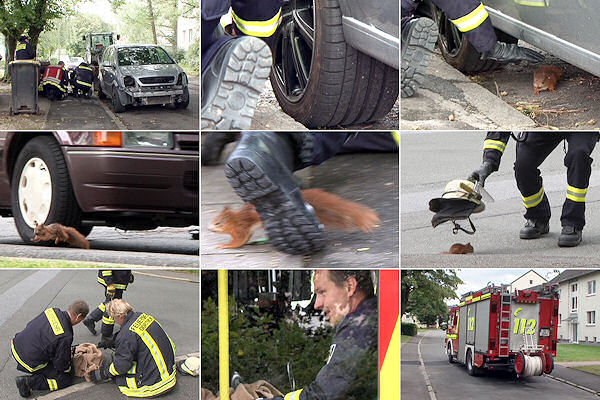 Ungewöhnliche Tierrettung in Dortmund: Die Feuerwehr jagt ein verletztes Eichhörnchen und kann es schließlich per Feuerwehrhelm einfangen. Foto: Magda Ungewöhnliche Tierrettung in Dortmund: Die Feuerwehr jagt ein verletztes Eichhörnchen und kann es schließlich per Feuerwehrhelm einfangen. Foto: Magda