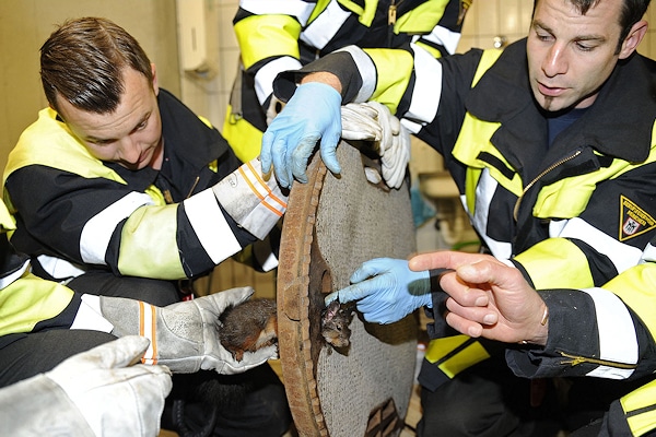 Fieberhaft arbeiten Kräfte der Feuerwehr München an der Befreiung eines eingeklemmten Eichhörnchens aus einem Kanaldeckel. Fotos: BF München