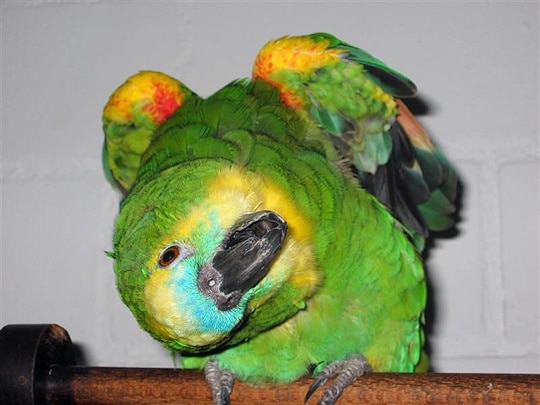 Symbolfoto: Blaustirnamazone Symbolfoto: Blaustirnamazone