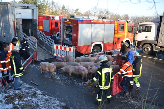 Schweinetransporter verunglückt: Die Feuerwehr Buxtehude treibt die Tiere mit Unterstützung weiterer Helfer in ein Ersatzfahrzeug. Foto: Polizei
