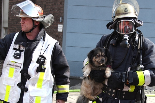 Neben sechs Menschen und einer Katze rettet die Feuerwehr Essen auch einen Hund aus einem verqualmten Haus. Foto: Feuerwehr Essen Neben sechs Menschen und einer Katze rettet die Feuerwehr Essen auch einen Hund aus einem verqualmten Haus. Foto: Feuerwehr Essen