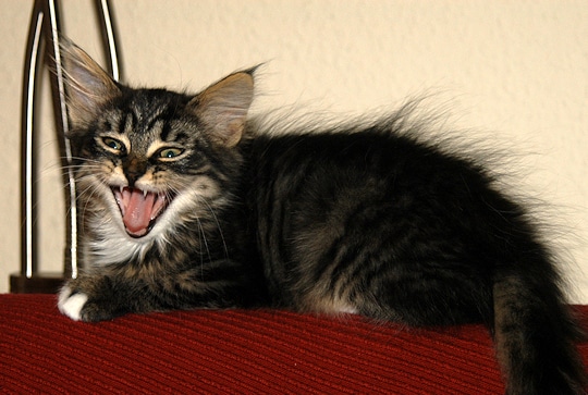 Katze. Symbolfoto: Preuschoff