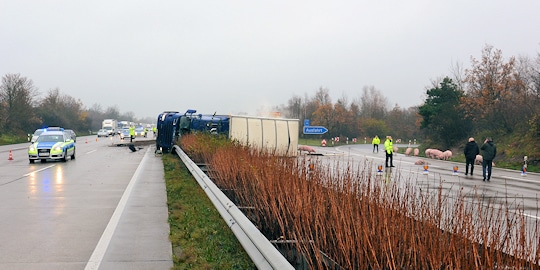 Unfall bei Schwarmstedt auf der A 7: ein Transporter, beladen mit Schweinen, ist verunglückt. Foto: Polizei