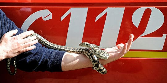 Python von Feuerwehr gesichert. Foto: Feuerwehr München