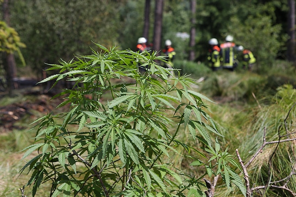 Unmittelbar neben der Brandstelle: Cannabis-Pflanzen. Foto: News5