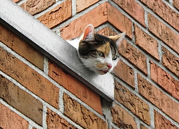 Nach dem Sturz aus dem vierten Obergeschoss blieb eine Katze in Nordhorn auf einem Vordach liegen. Feuerwehrleute retteten den verletzten Vierbeiner. Foto: Förderverein der FF Nordhorn