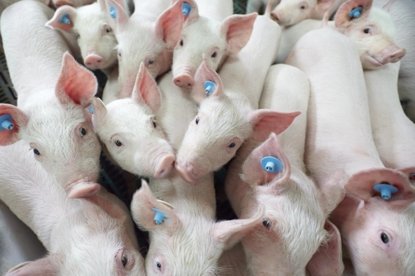 Schweine. Symbolfoto: Ralf Baumgarten/Die Lebensmittelwirtschaft