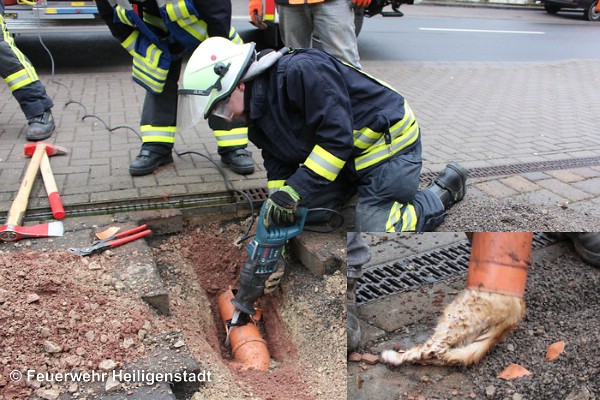 Tierrettung-Heiligenstadt-21-03-2016