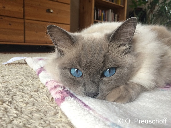 Symbolfoto: Katze. Foto: Preuschoff