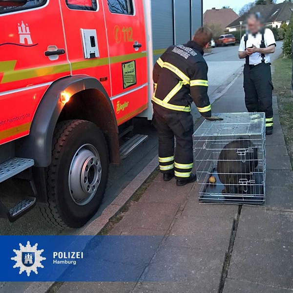 Das gerettete Hängebauchschwein in seinem Transportkäfig.